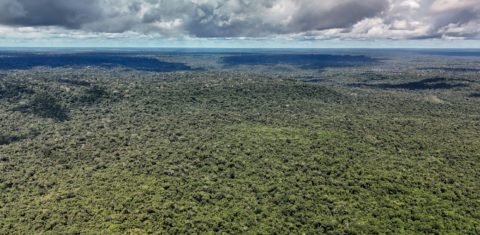 Vegetação amazônica preservada na Floresta Nacional do Tapajós, no Pará: Amazônia registrou em 2026 um recorde histórico de queda no desmatamento, com o menor valor desde que as medições por satélite tiveram início, em 1988 (Foto: Rafa Neddermeyer / Agência Brasil - 14/05/2026)