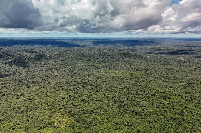 Vegetação amazônica preservada na Floresta Nacional do Tapajós, no Pará: Amazônia registrou em 2026 um recorde histórico de queda no desmatamento, com o menor valor desde que as medições por satélite tiveram início, em 1988 (Foto: Rafa Neddermeyer / Agência Brasil - 14/05/2026)