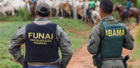 Agentes do Ibama e da Fuani retiram gado em área desmatada de terra indígena no Pará: queda de mais 6% das emissões em 2025 puxada pela redução do desmatamento (Foto: Bruno Peres / Agência Brasil - 16/12/2025)