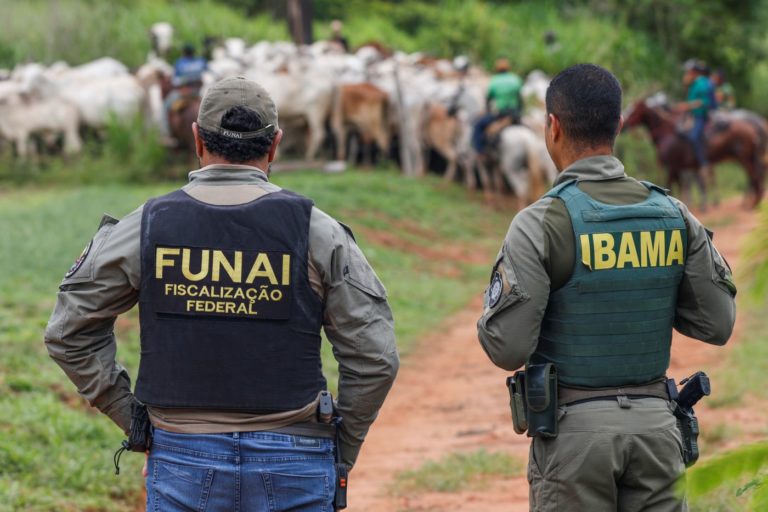 Agentes do Ibama e da Fuani retiram gado em área desmatada de terra indígena no Pará: queda de mais 6% das emissões em 2025 puxada pela redução do desmatamento (Foto: Bruno Peres / Agência Brasil - 16/12/2025)
