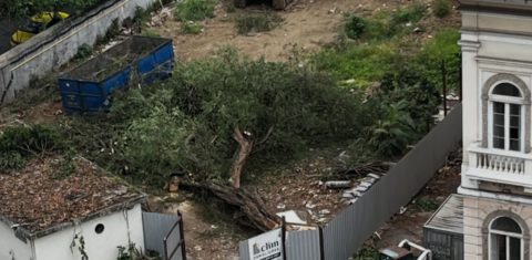 Árvore derrubada em terreno na Zona Sul do Rio: corte de dezenas de árvores na cidade revela falta de fiscalização para medidas compensatórias que também ignoram importância dos microclimas (Foto: Reprodução / Redes Sociais Flama)