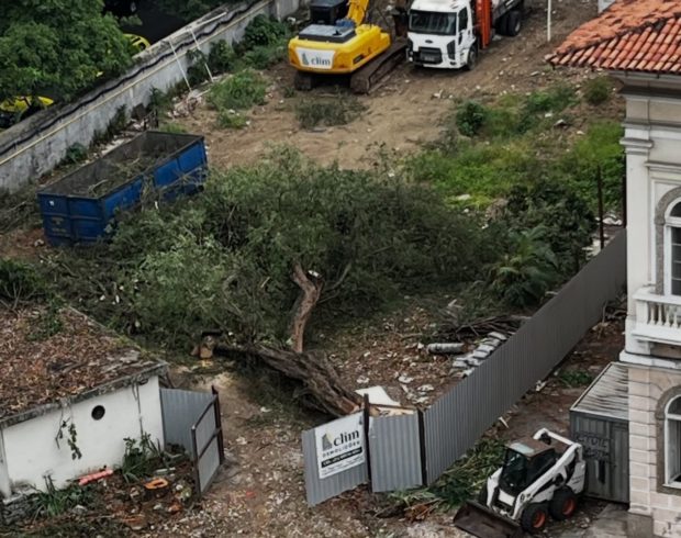 O valor de cada árvore e as motosserras tresloucadas