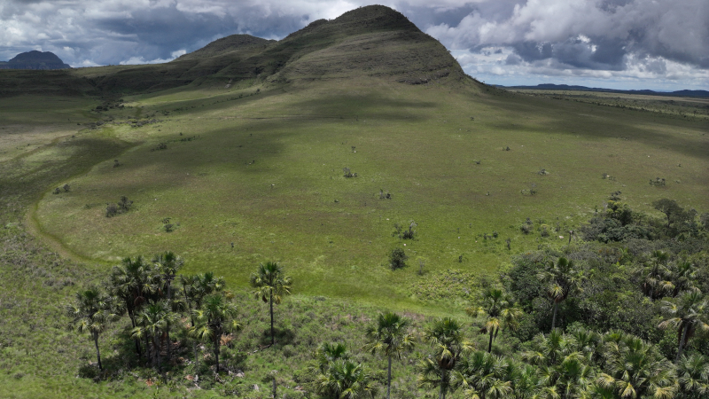 Segundo maior bioma da América do Sul, o Cerrado é a savana mais biodiversa do mundo e conhecido como “berço de águas” (Foto: Paulo Bernardino / Unicamp / Fapesp)