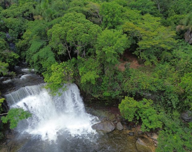 Áreas úmidas do Cerrado armazenam mais carbono do que florestas na Amazônia