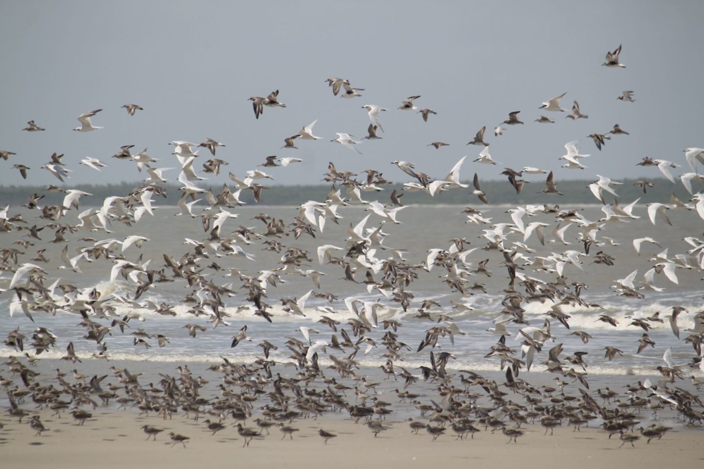 Aves migratórias na Reserva Extrativista de Cururupu, no Maranhão: 20% das espécies migratórias do mundo estão ameaçadas (Foto: Danielle Paludo / ICMBio)