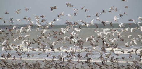 Aves migratórias na Reserva Extrativista de Cururupu, no Maranhão: 20% das espécies migratórias do mundo estão ameaçadas (Foto: Danielle Paludo / ICMBio)