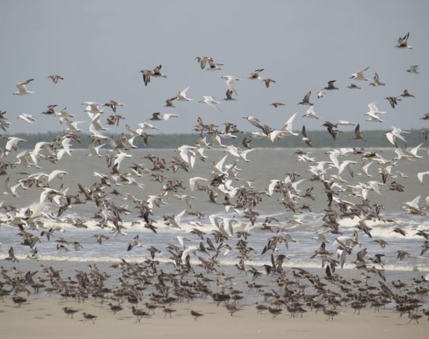 Uma em cada cinco espécies migratórias de animais silvestres corre risco de redução populacional