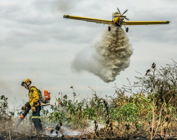 Com redução no Brasil, perda mundial de florestas tropicais cai 36% em 2025