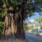 Ficus em praça no Grajaú: bairro de árvores, esquinas, calçadas e botequins (Foto: Oscar Valporto)
