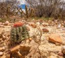 COP17 da Desertificação começa na Mongólia com foco em seca extrema e solo