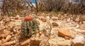 COP17 da Desertificação começa na Mongólia com foco em seca extrema e solo