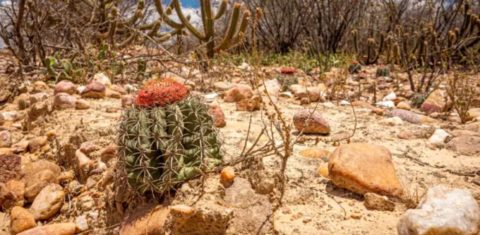 Vegetação seca da Caatinga, principal bioma brasileiro ameaçado pela desertificação: Brasil terá delegação de mais de 100 pessoas na COP17 (Foto: ASA / Divulgação)