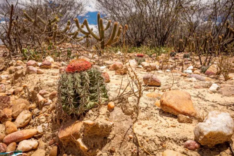 Vegetação seca da Caatinga, principal bioma brasileiro ameaçado pela desertificação: Brasil terá delegação de mais de 100 pessoas na COP17 (Foto: ASA / Divulgação)