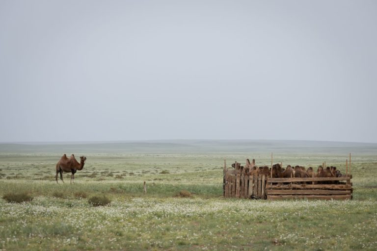 Camelos no interior da Mongólia: país-sede da COP17 é epicentro dos impactos globais da desertificação, degradação da terra e seca (Foto: Kiara Worth / UNCCD)