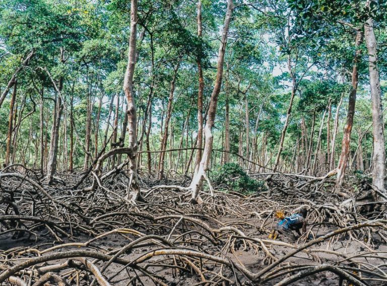 O catador Sebastião Ferreira em busca de caranguejos na lama: pesquisa para o podcast com base na história oral dos trabalhadores dos mangues de Ilha Grande (Foto: Beatriz Trevisan)