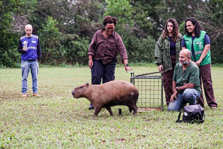Tainá de Paula na devolução de capivara ao seu habitat: ex-secretária de Meio Ambiente e Clima do município do Rio lança livro e alerta para a ameaça do calor extremo para favelas e periferias (Foto: Wagner da Silva / Divulgação - 21/05/2026)