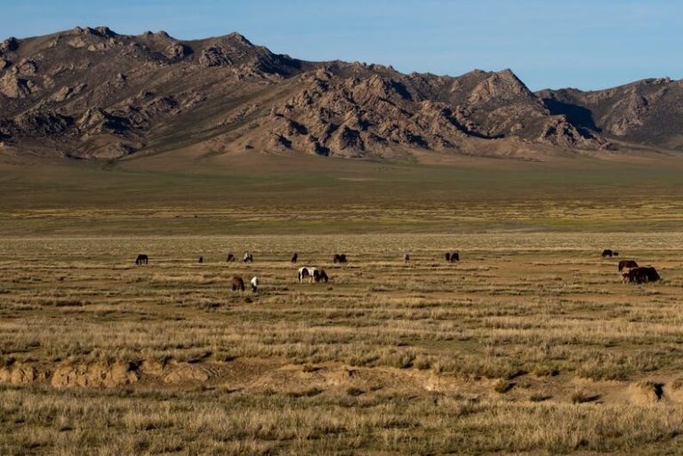 Seca extrema na Mongólia afeta pastagens: ONU alertou que calor extremo e seca na Europa, ameaça de um El Niño severo e guerras desestabilizaram mercados agrícolas e aceleraram inflação de alimentos (Foto: K. Purevraqchaa / FAO)