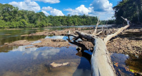 Efeitos do El Niño antecipam novo normal nas florestas tropicais