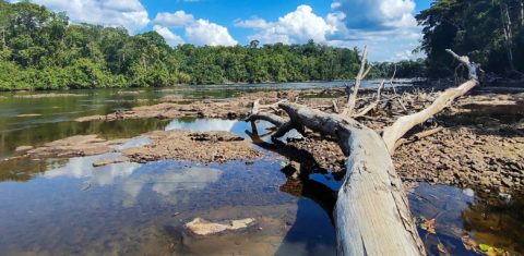 Seca e calor extremos do último Rio mais seco na Amazônia em 2024: seca e calor extremos do último El Niño antecipam ‘novo normal’ nas florestas tropicais (Foto: Peter Groenendijk / BI-Unicamp / Agência Fapesp)