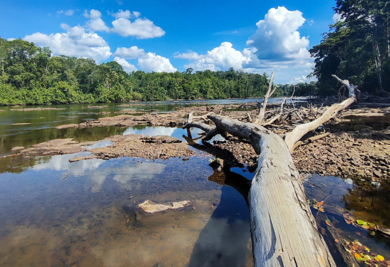 Seca e calor extremos do último Rio mais seco na Amazônia em 2024: seca e calor extremos do último El Niño antecipam ‘novo normal’ nas florestas tropicais (Foto: Peter Groenendijk / BI-Unicamp / Agência Fapesp)