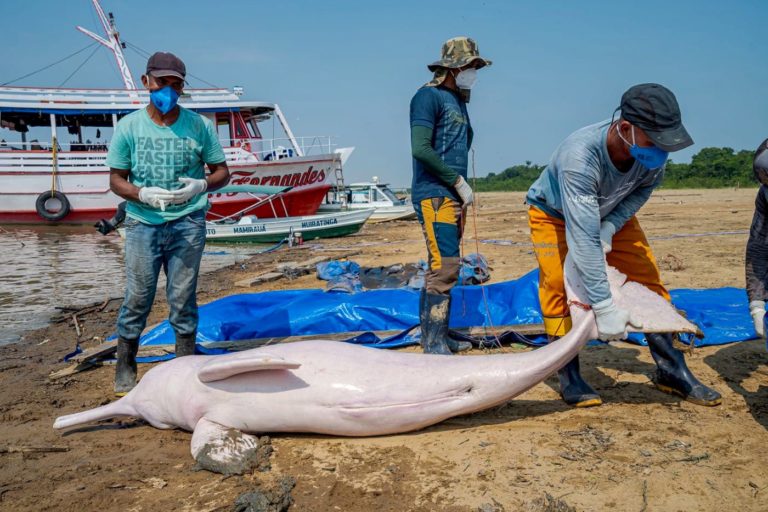 Voluntários com um dos 70 botos mortos no Lago Tefé no Amazonas com a temperatura da água perto dos 40 graus: seca e calor extremos com El Niño (Foto: Miguel Monteiro / Instituto Mamirauá - 10/10/2023)