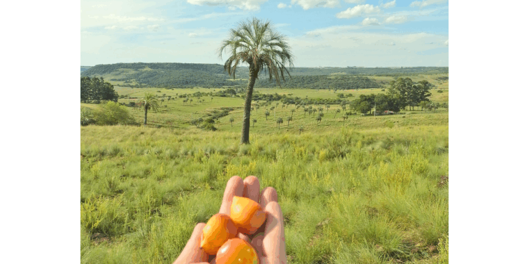 Foto colorida de pessoa segurando frutos de butiá em Quaraí (RS). Ao fundo, aparece uma palmeira de butiá em campo aberto